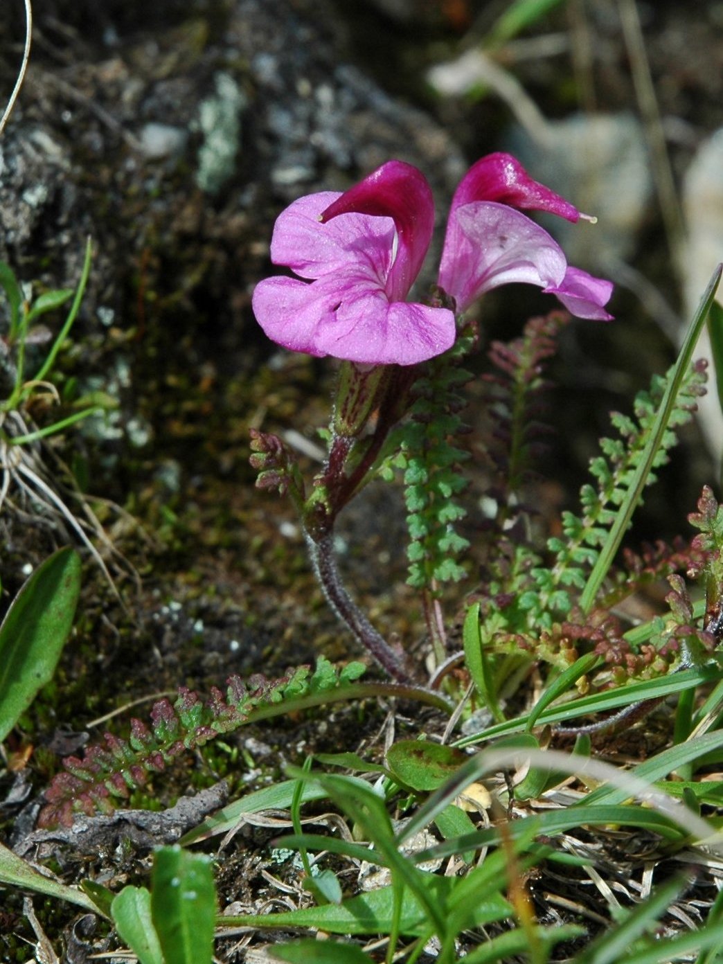 Pedicularis kerneri / Pedicolare di Kerner